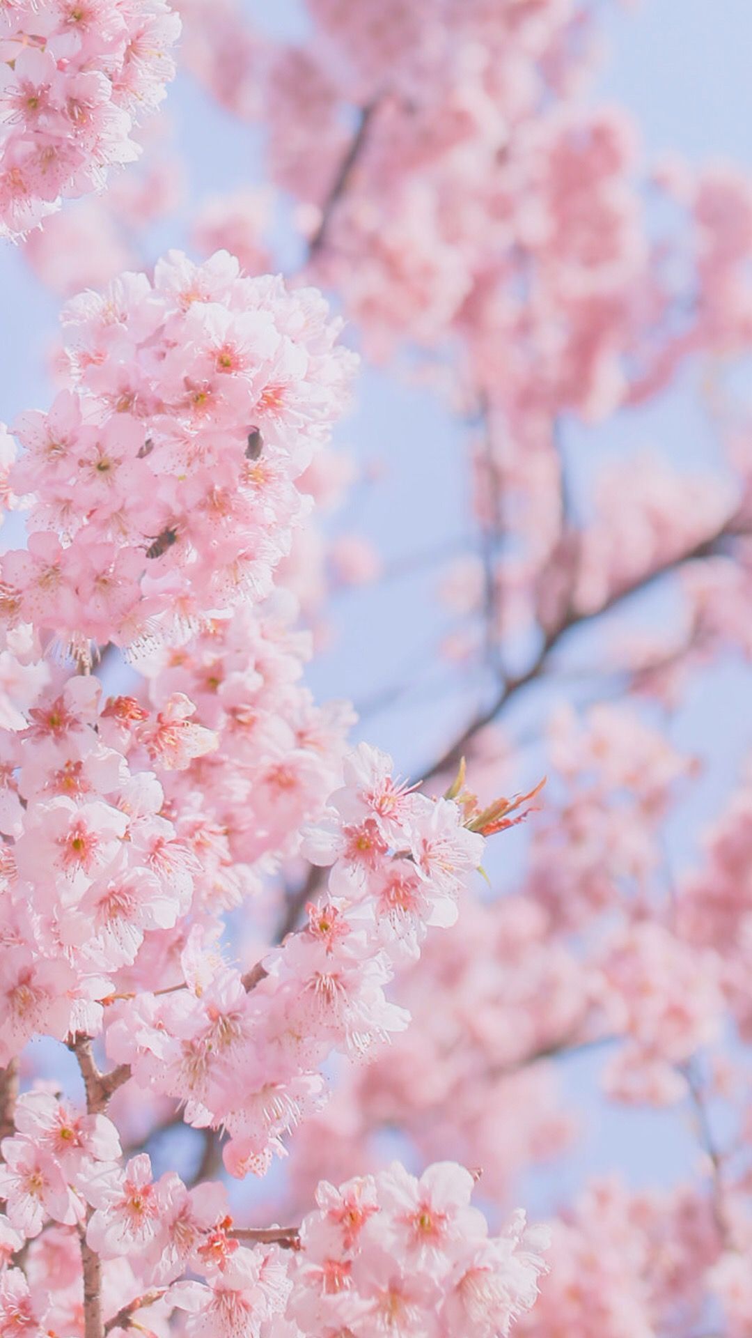 Cherry blossom backgroundscherry blossom backgrounds